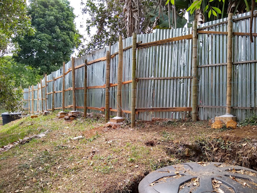 Growing beans- Javier Covarrubius and Felipe Olano