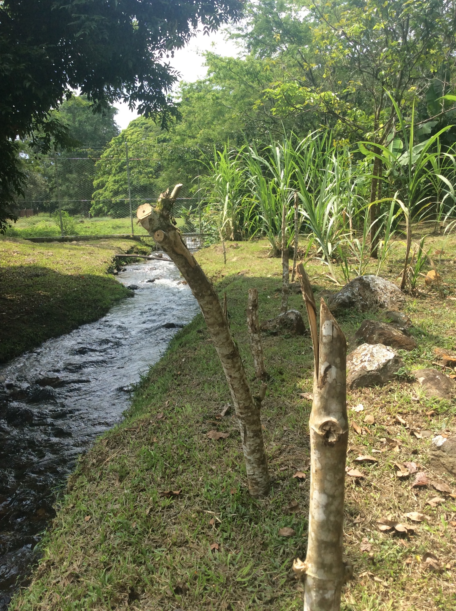 Protecting our stream bank