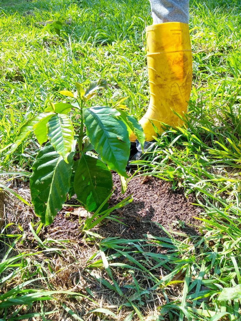 CB COFFEE: PART TWO – Santiago Negret