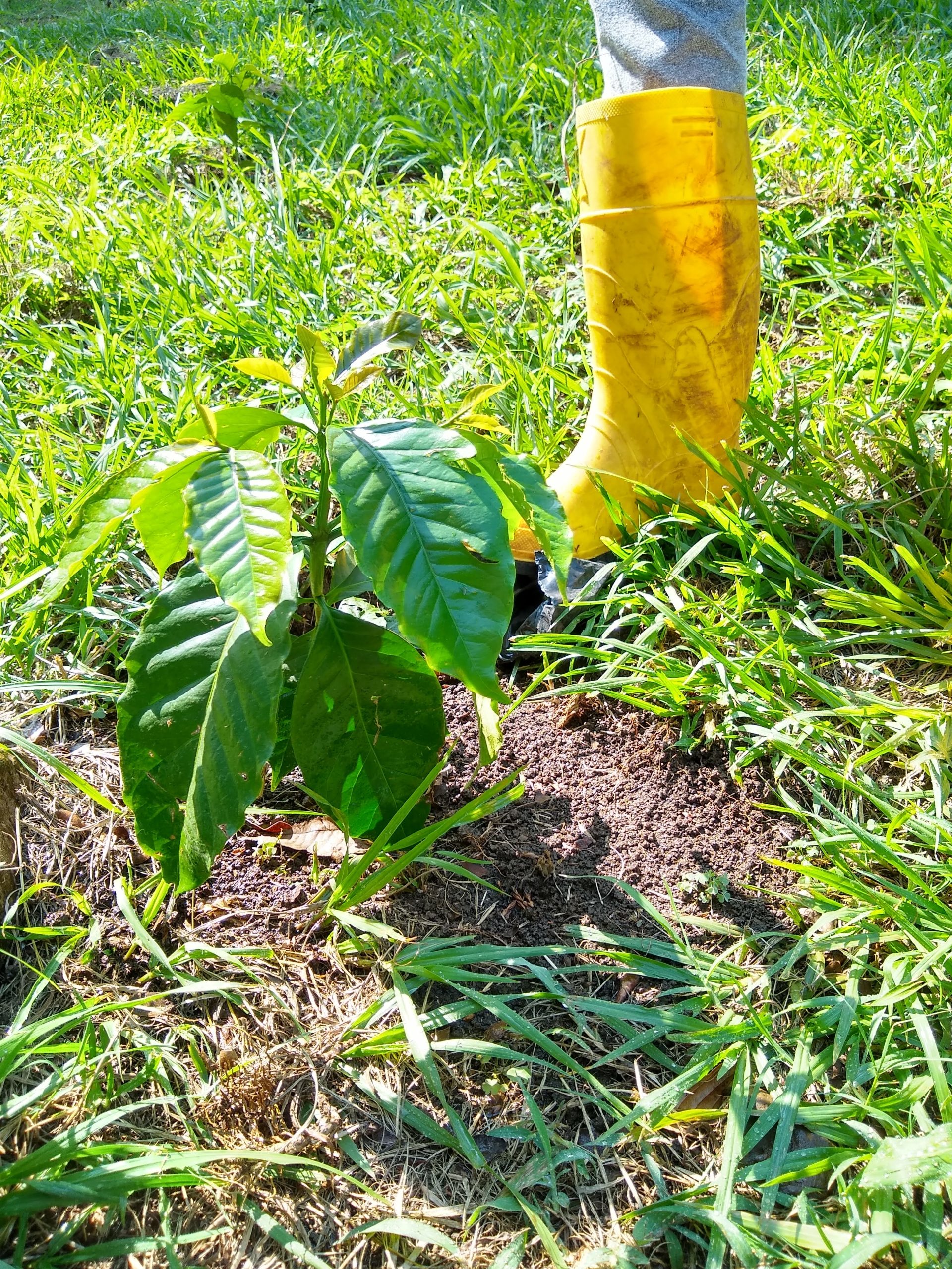 CB COFFEE: PART TWO – Santiago Negret