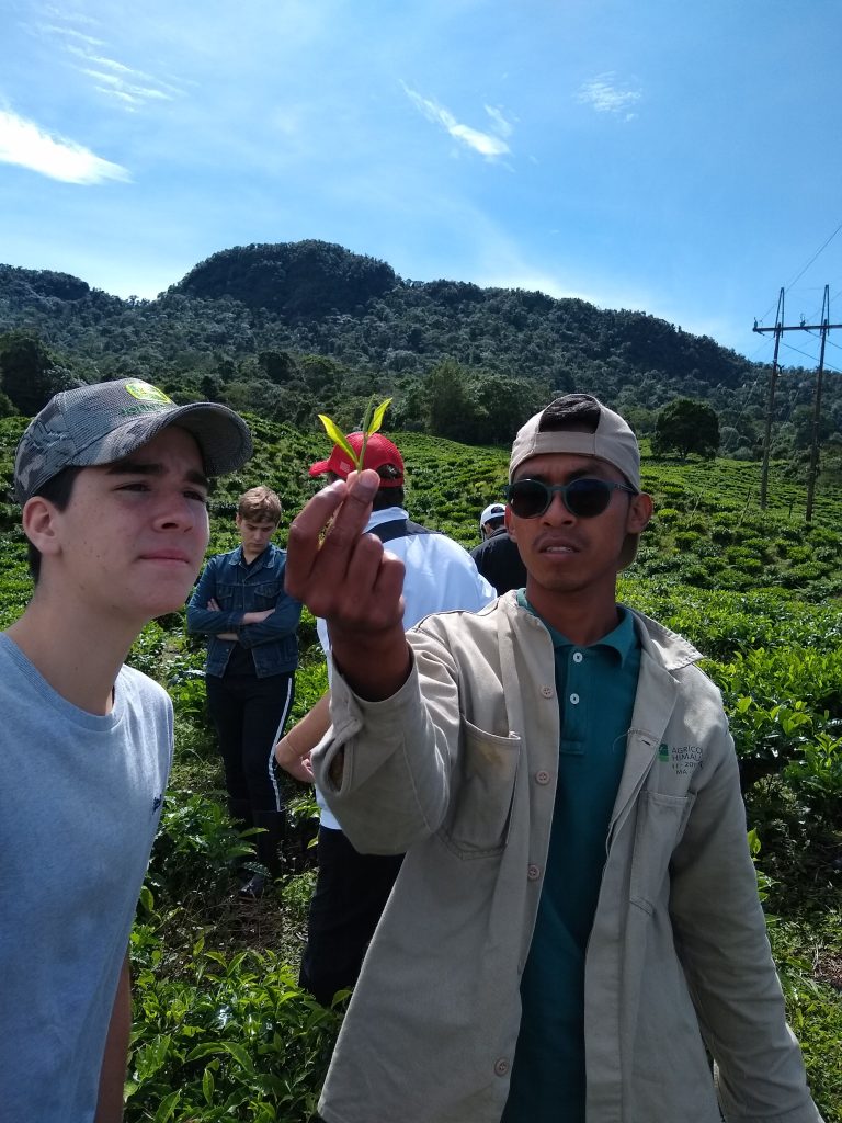 Agrícola Himalaya S.A.: una visita a las plantaciones de té – Tomás Rosales