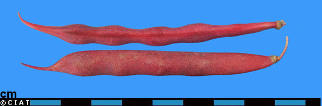 The Bean Project: Mariana Gonzalez