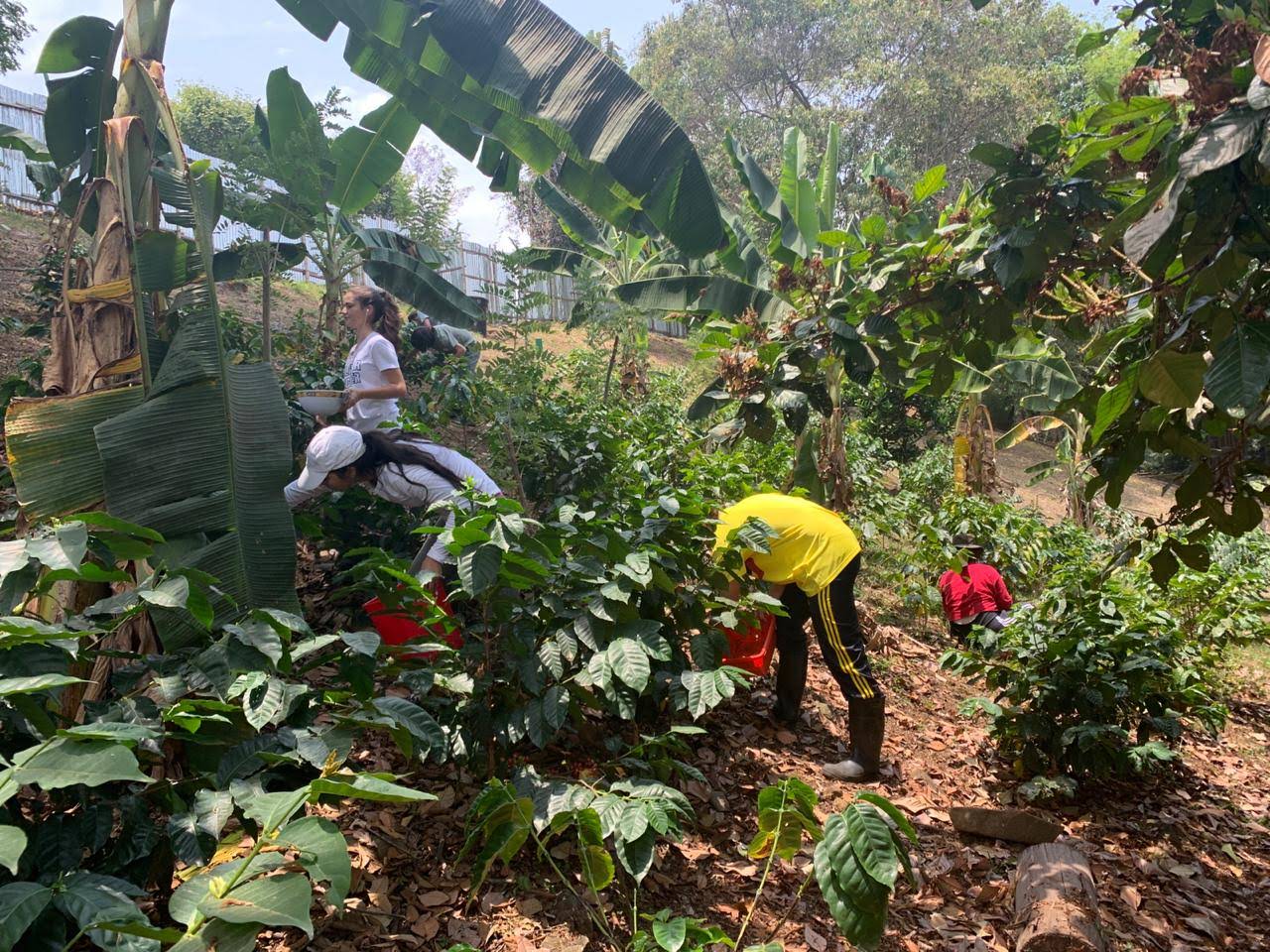 Harvesting coffee – Manuela Ramirez Chacon