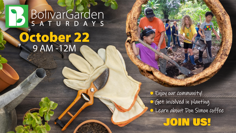 Cacao project continues on a Bolivar Garden Saturday Weekend