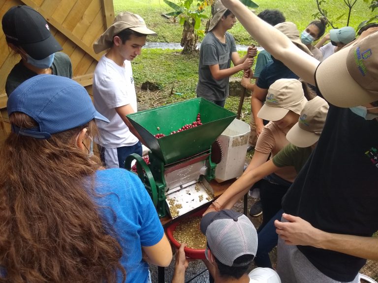 Collecting and processing more Don Simón Coffee