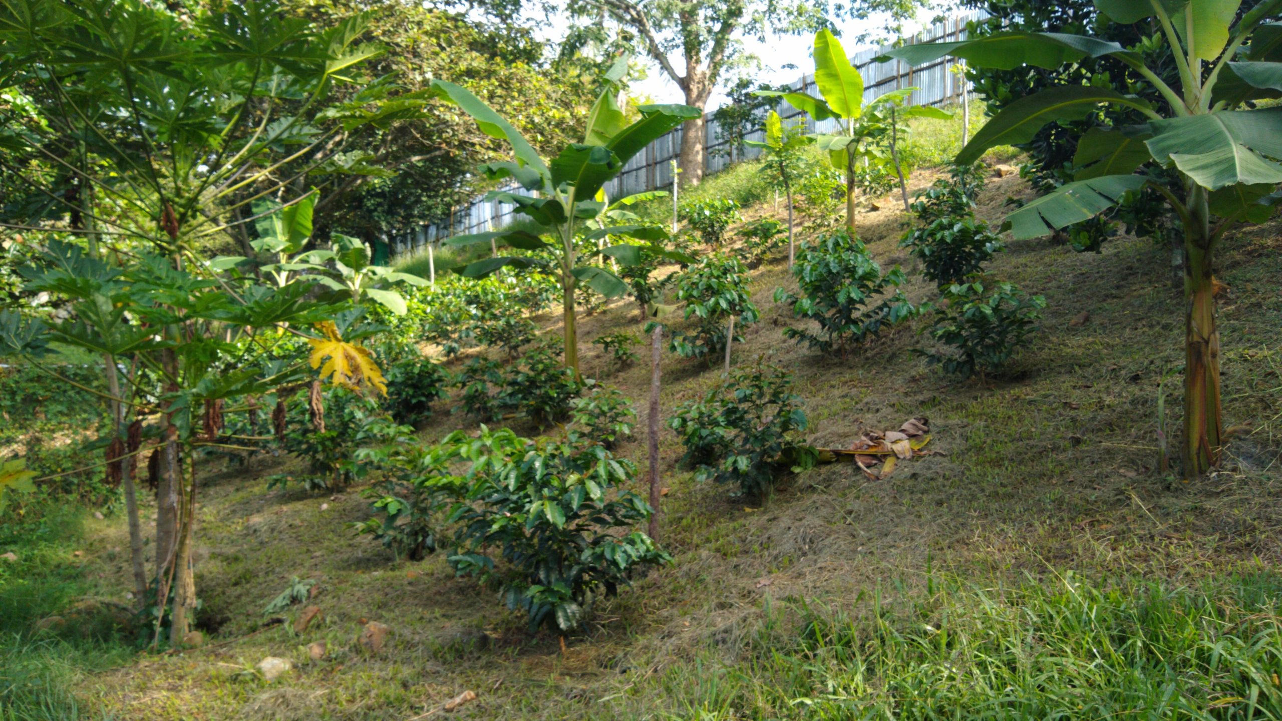 A new academic year – A mature agroforestry plot