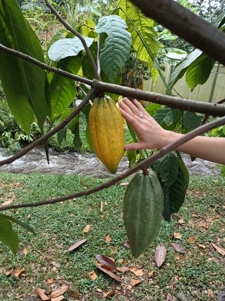 Selection of cacao trees – November 2023