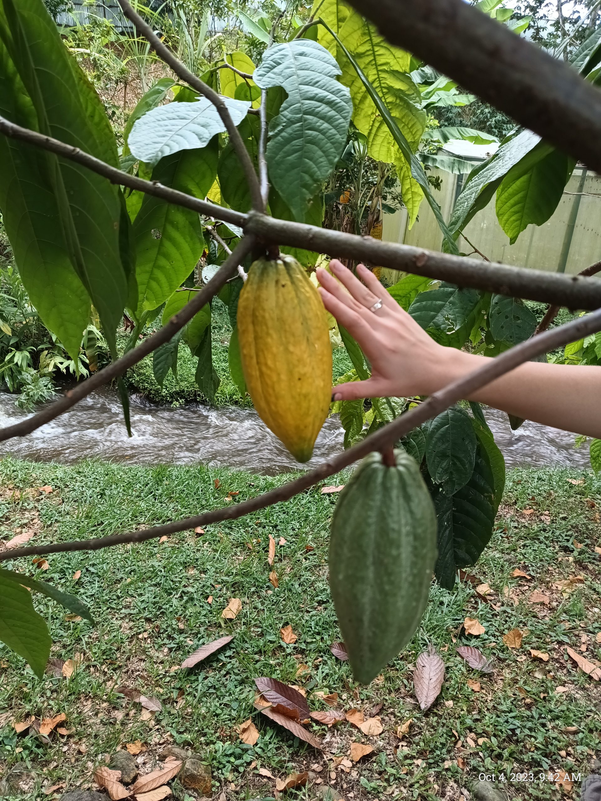 Selection of cacao trees – November 2023