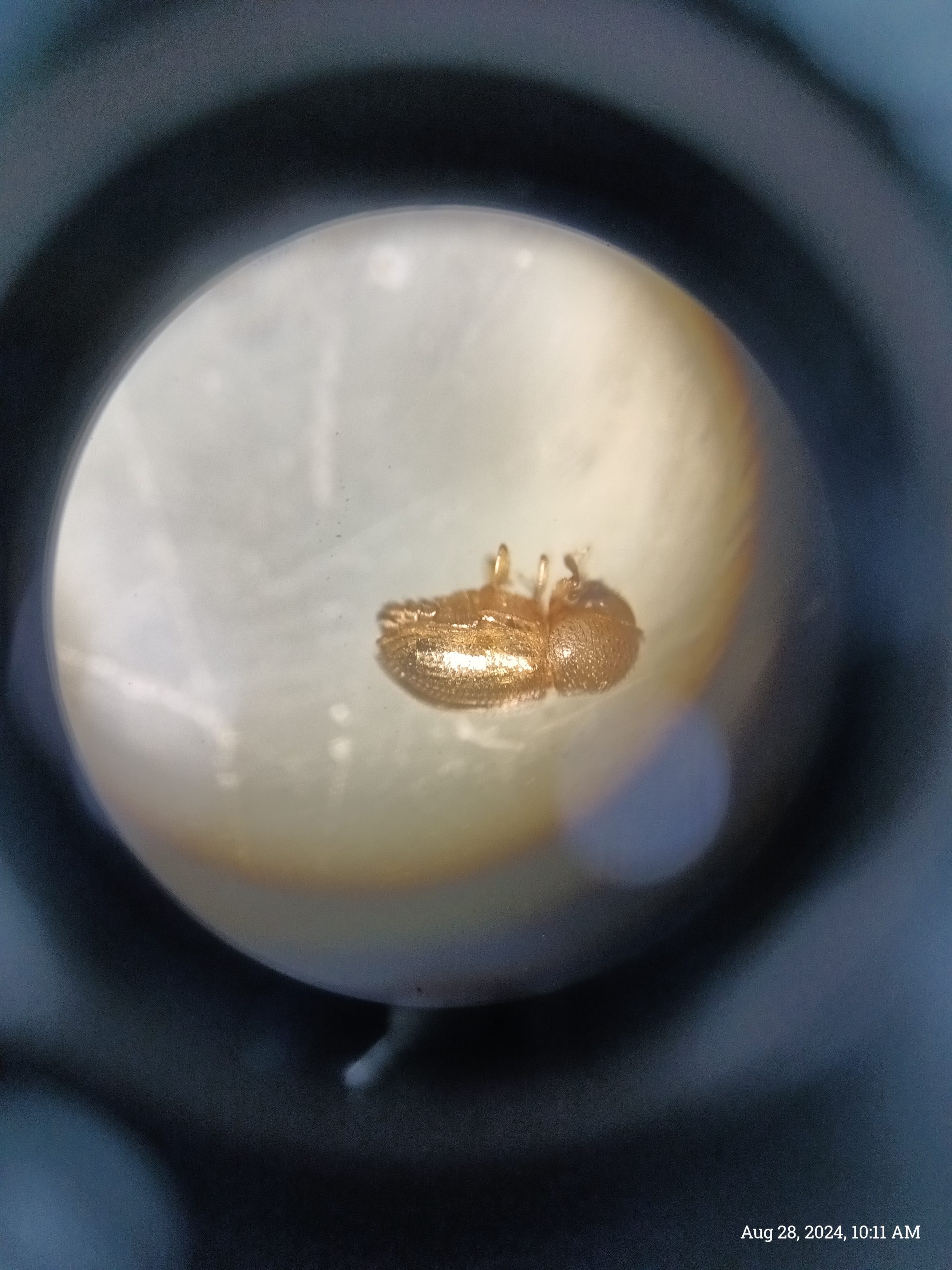 Learning about Broca, Hypothenemus hampei, and how to control it