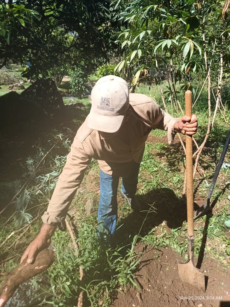 Planting of YUCA