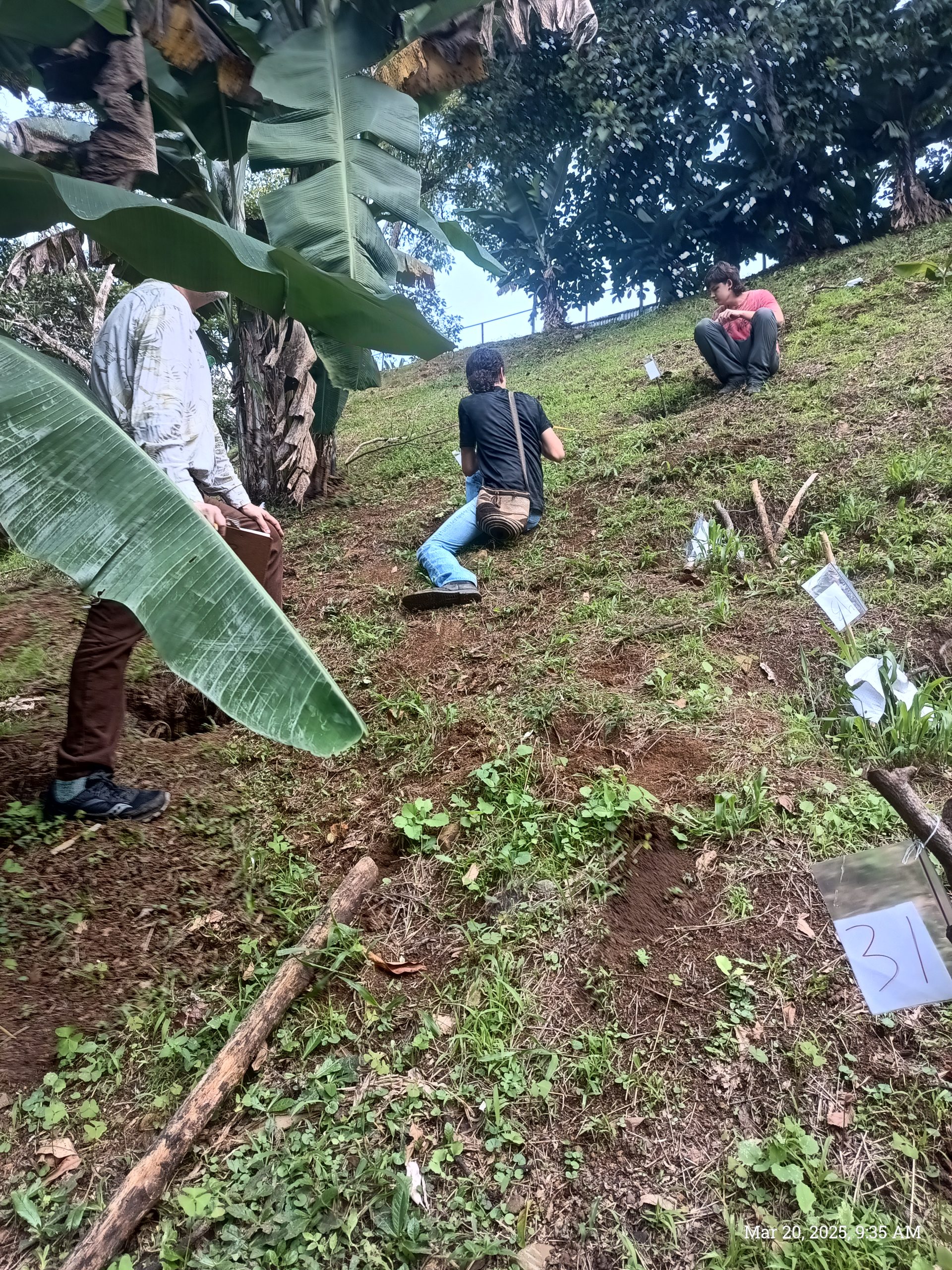 Cacao clones ready for planting – finalizing the cacao plot