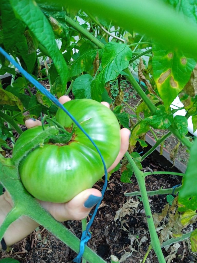 Production from the greenhouse