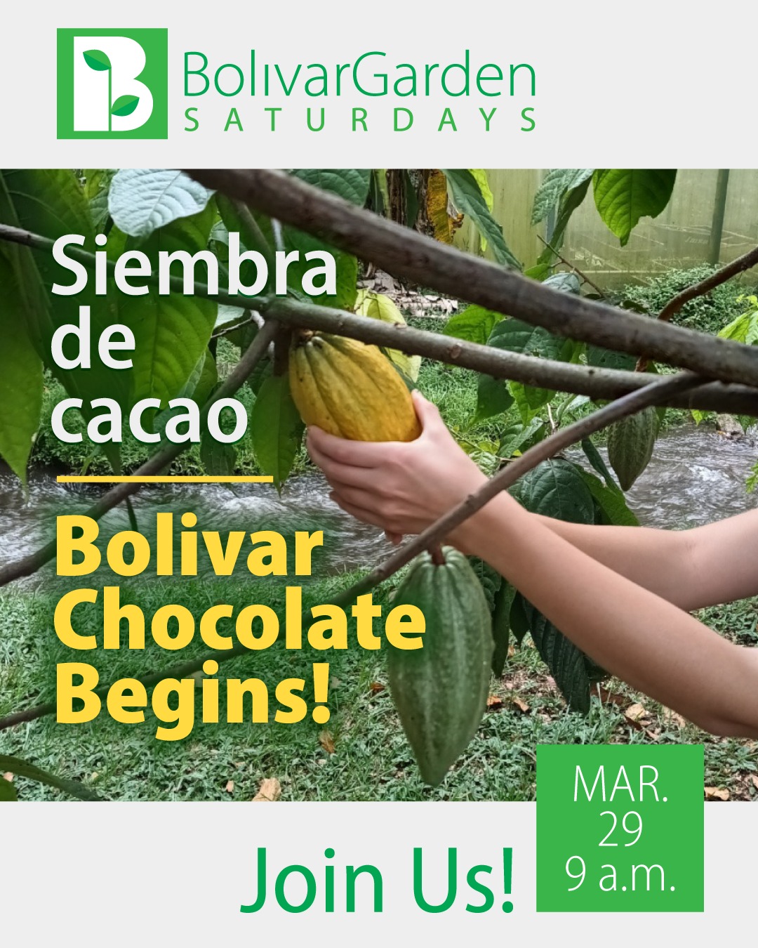Planting of our Cacao
