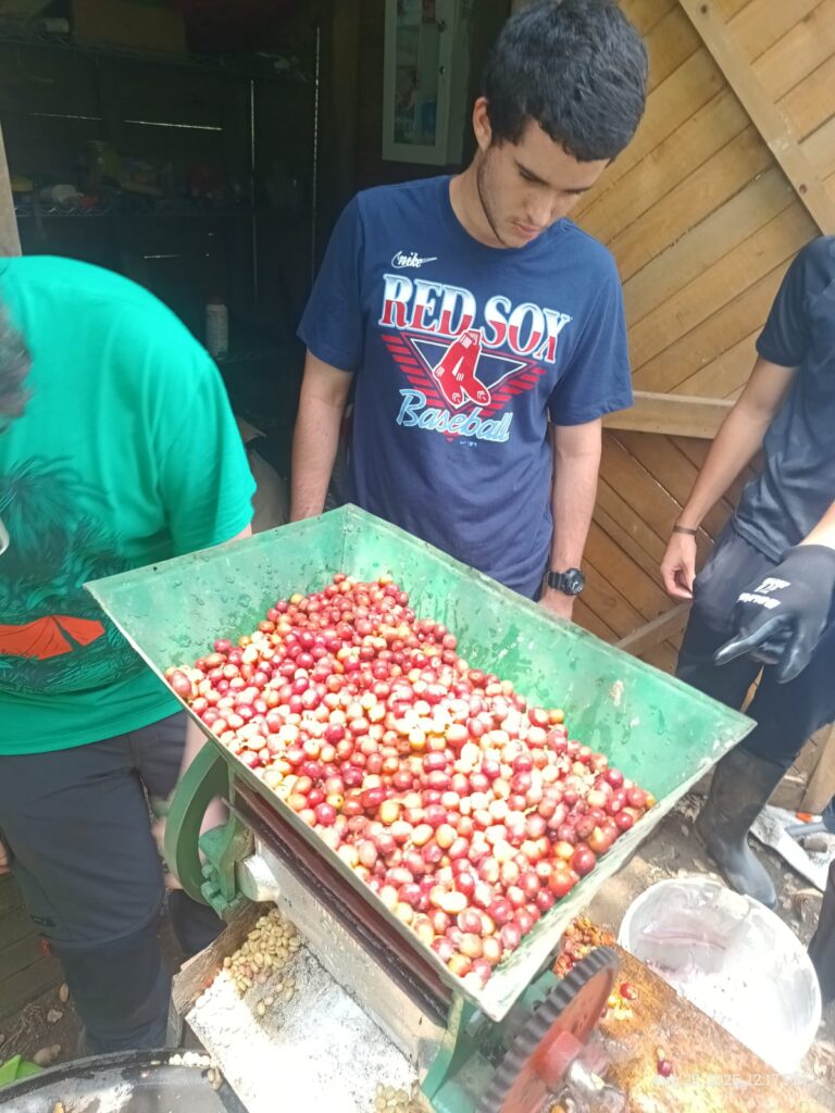 First harvest of the year