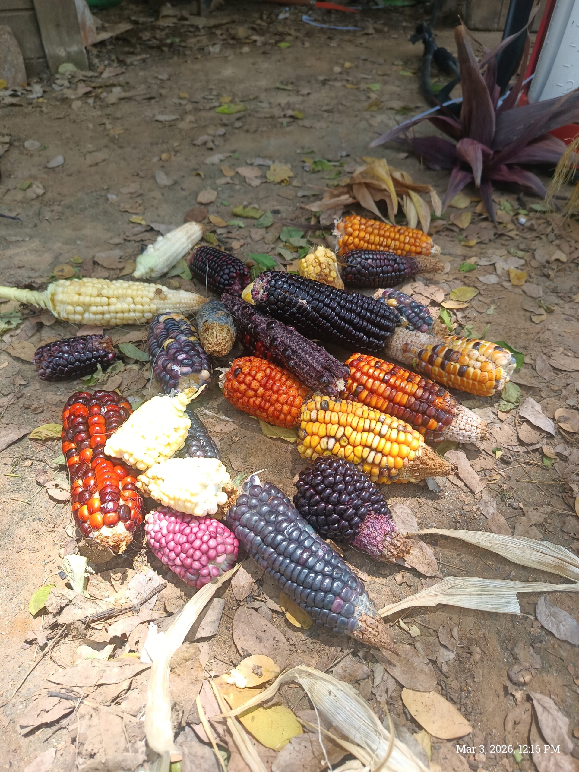 Maize and Beans – part of the three sisters
