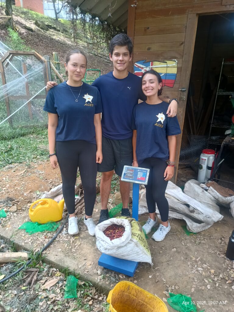 Recolección competitiva de café n.° 2